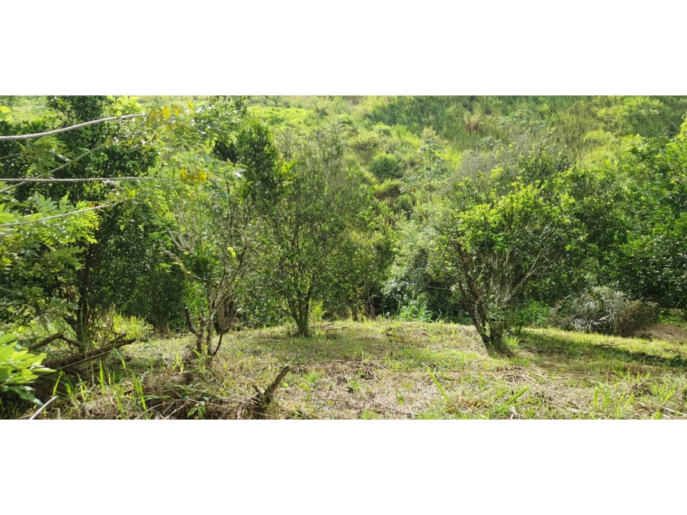 SE VENDE LOTE EN SECTOR CERRITOS PEREIRA — foto 2