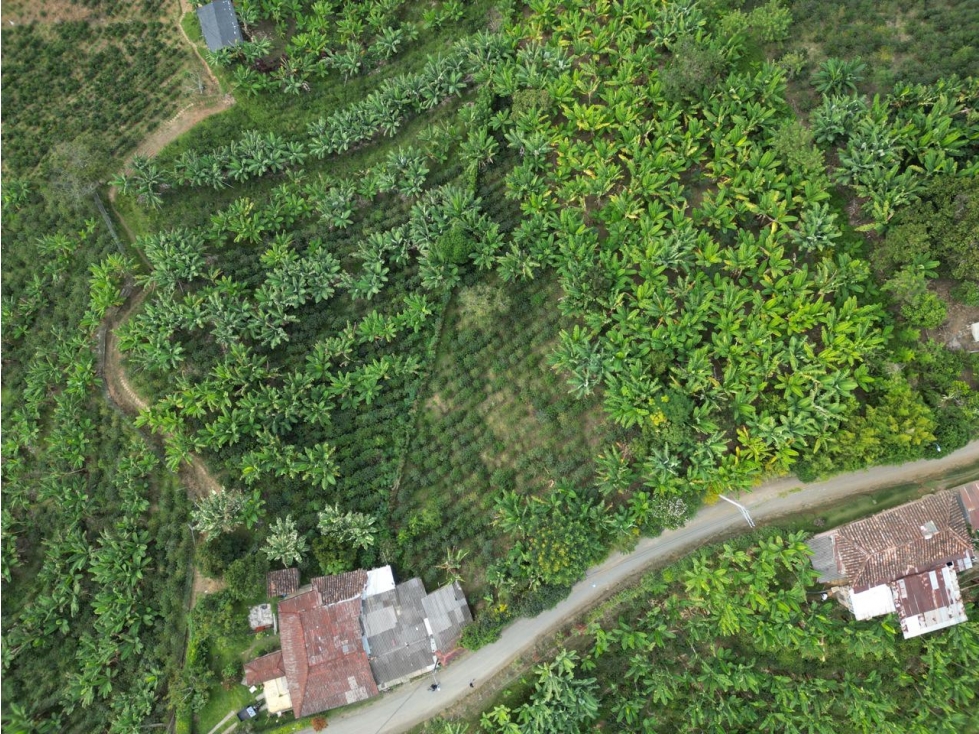 VENTA ESPECTACULAR LOTE AGRICOLA EN ALTAGRACIA PEREIRA — foto 3