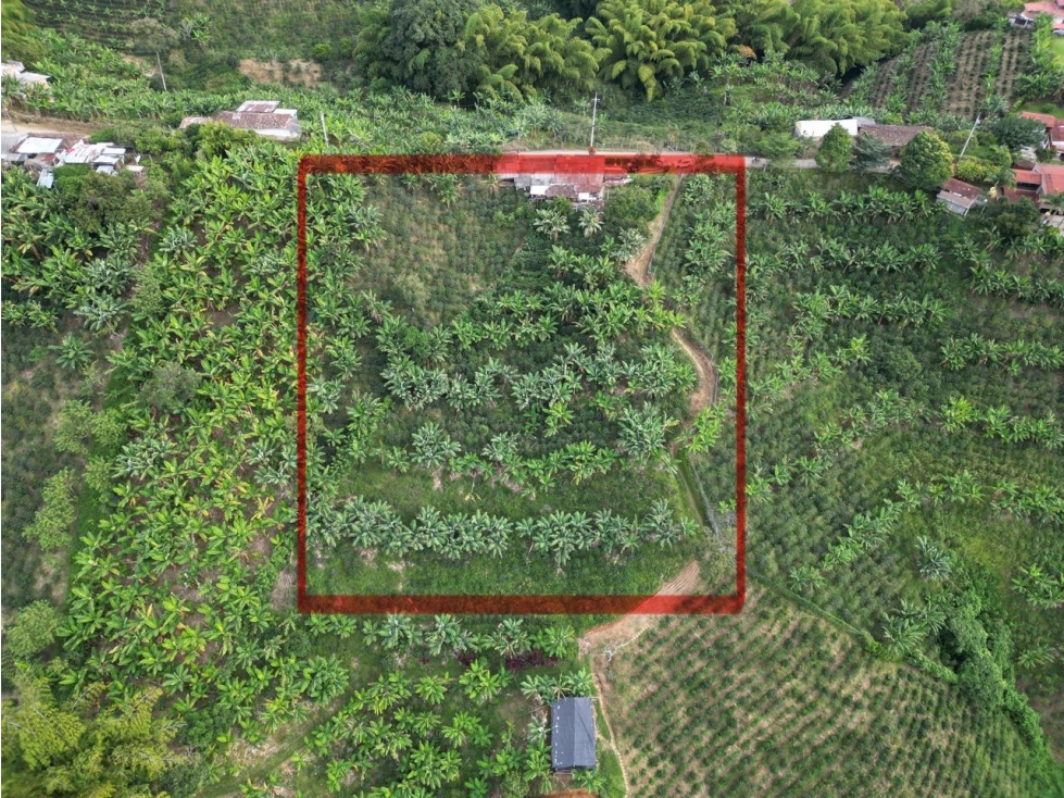 VENTA ESPECTACULAR LOTE AGRICOLA EN ALTAGRACIA PEREIRA — foto 4
