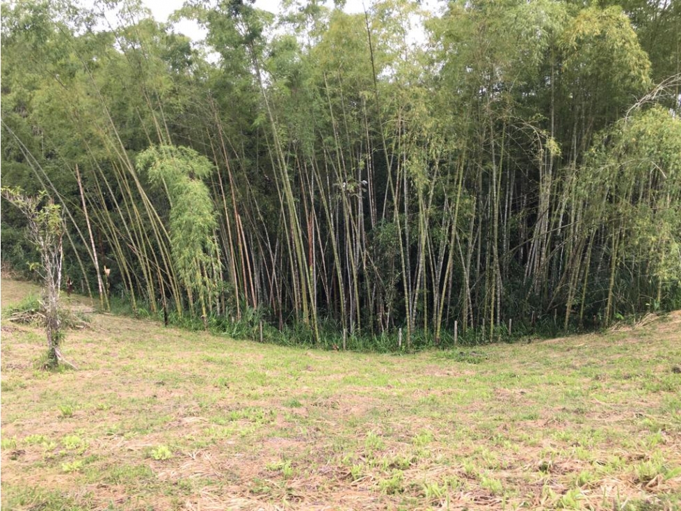 VENTA AMPLIO LOTE DE 10036 MTS VIA ALTAGRACIA PEREIRA — foto 5