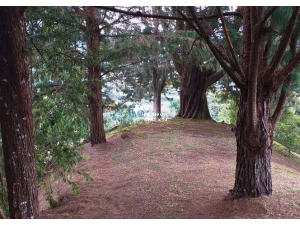 Vendo Lote Cerca al Aeropuerto de RIONEGRO Antioquia — foto 5