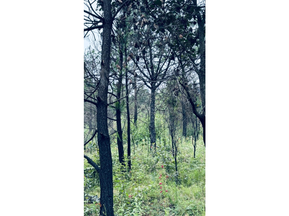 TERRENO EN VENTA 19 HECTAREAS EN TULANCINGO - 5