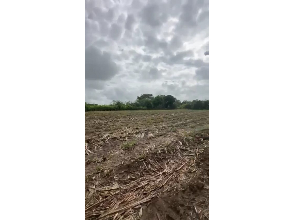 VENTA DE LOTE, SEMBRADO DE CAÑA, JAMUNDI. - 1