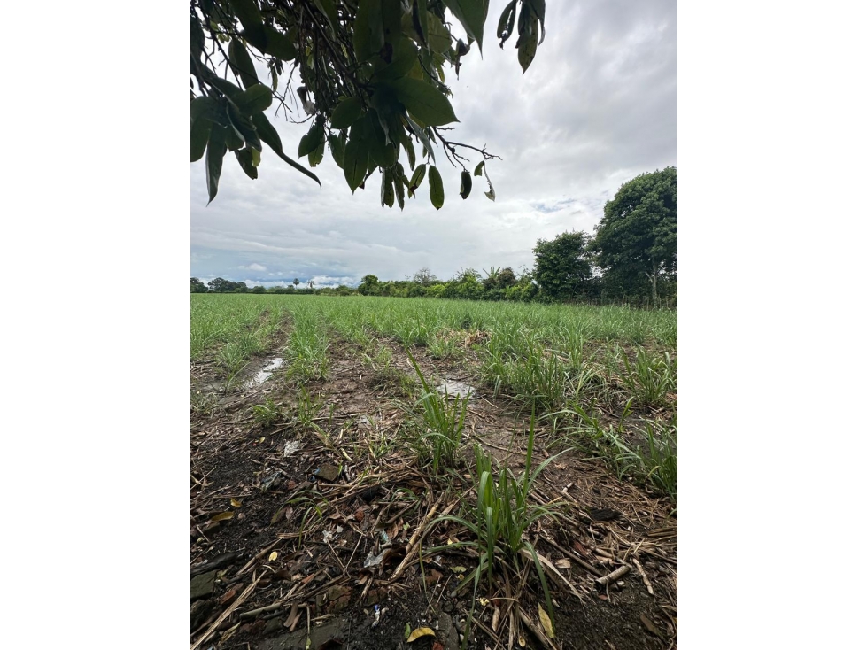 VENTA DE LOTE, SEMBRADO DE CAÑA, JAMUNDI. - 2