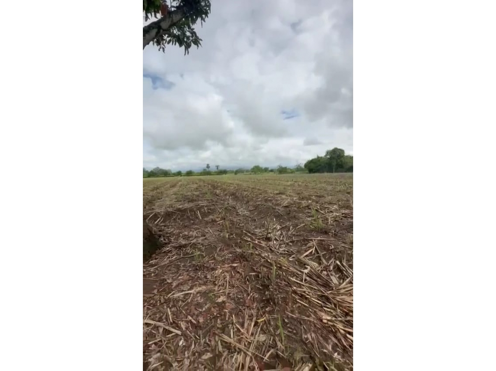 VENTA DE LOTE, SEMBRADO DE CAÑA, JAMUNDI. - 3