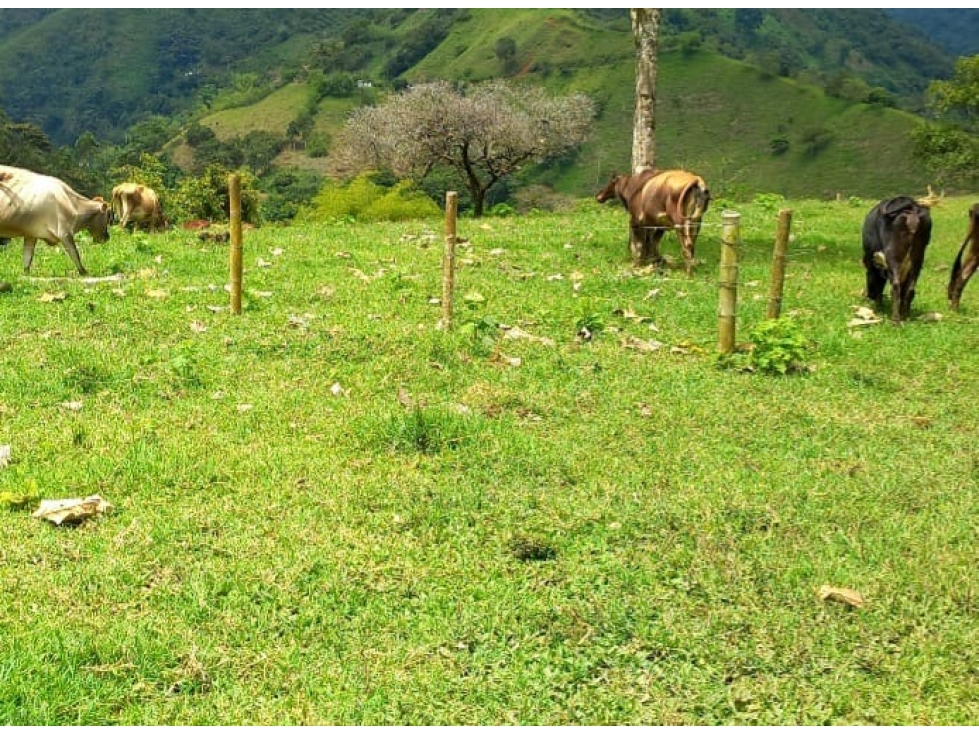 SE VENDE FINCA GANADERA CERCA A BARRAGAN - 6