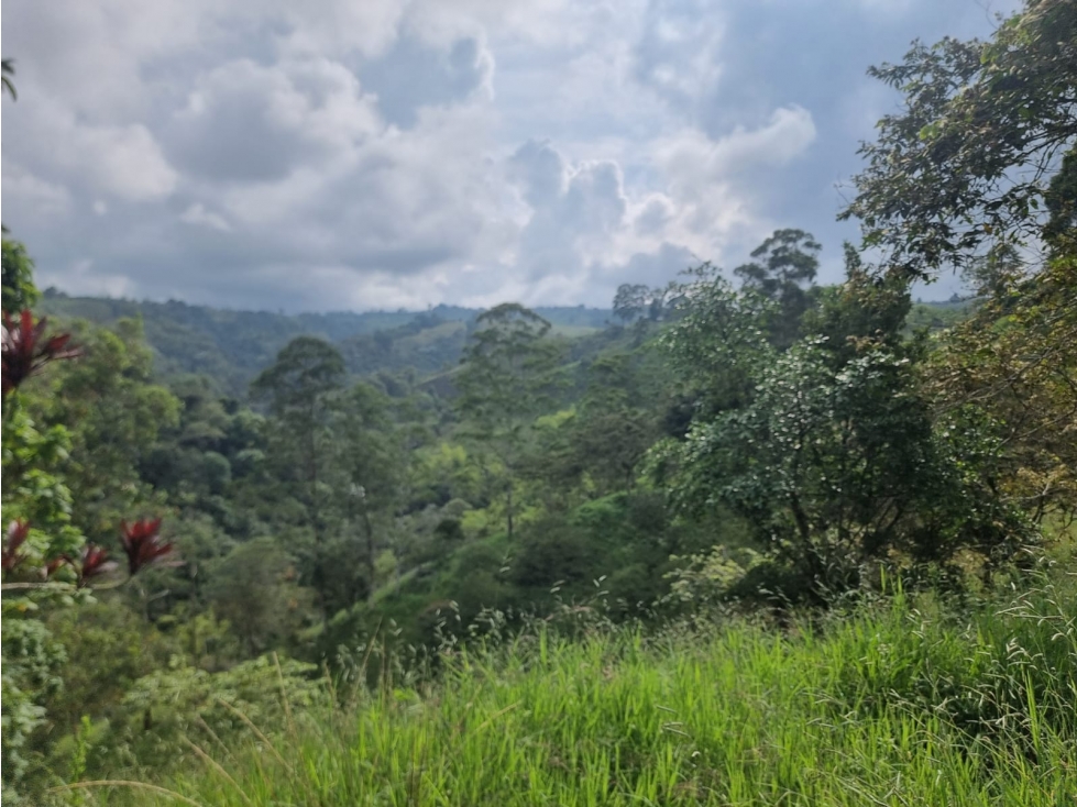SE VENDE FINCA DE 8.4 CUADRAS EN FILANDIA - 6