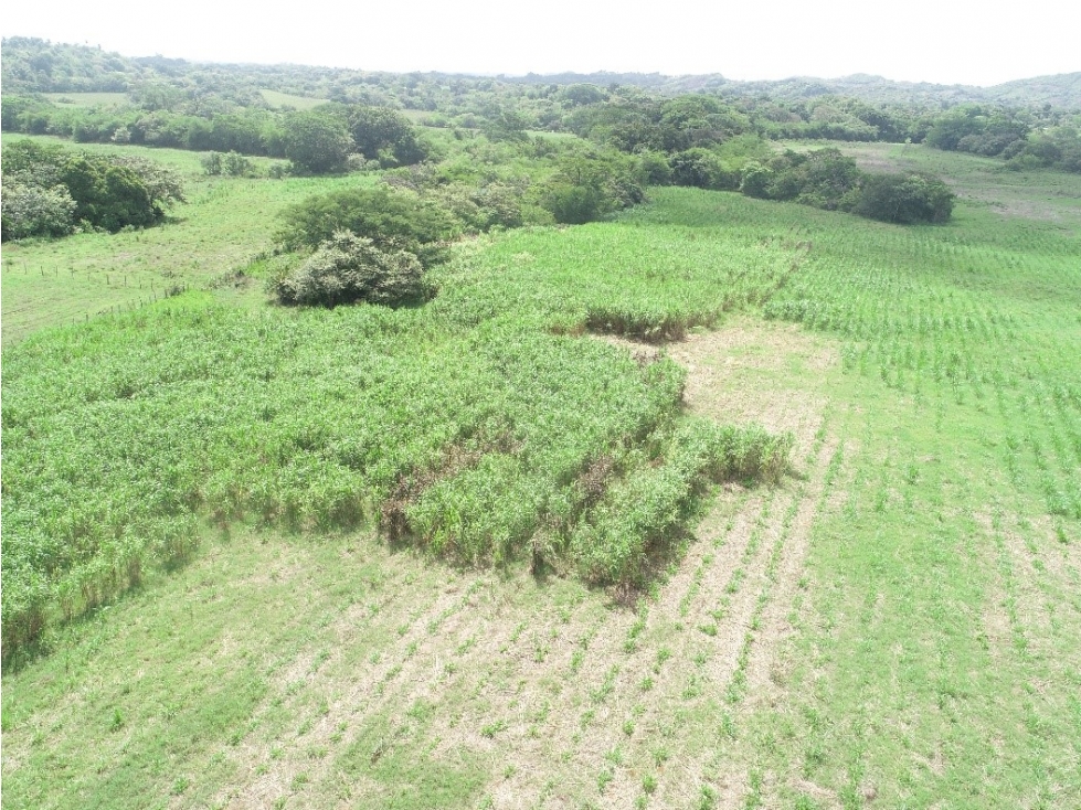 Vendo Finca Ganadera Santiago ID4952JD - 1