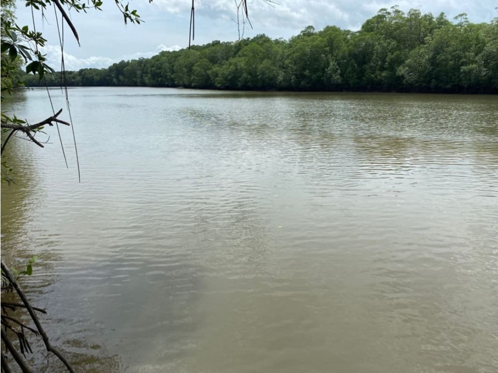 Se Vende Finca Ganadera 73 Ha Chiriquí las lajas a USD$10,000,oo Ha - 2