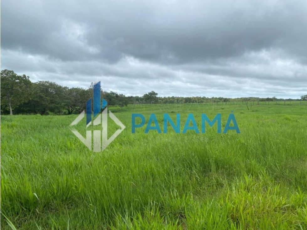 Se Vende Hermosa Finca Ganadera 96 Ha San Lorenzo USD$748,800,00 — foto 4