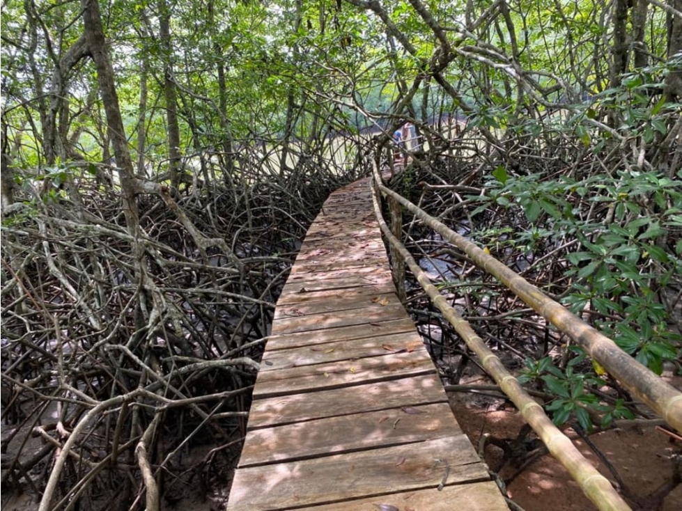 Se Vende Finca Ganadera 73 Ha Chiriquí las lajas a USD$10,000,oo Ha - 4
