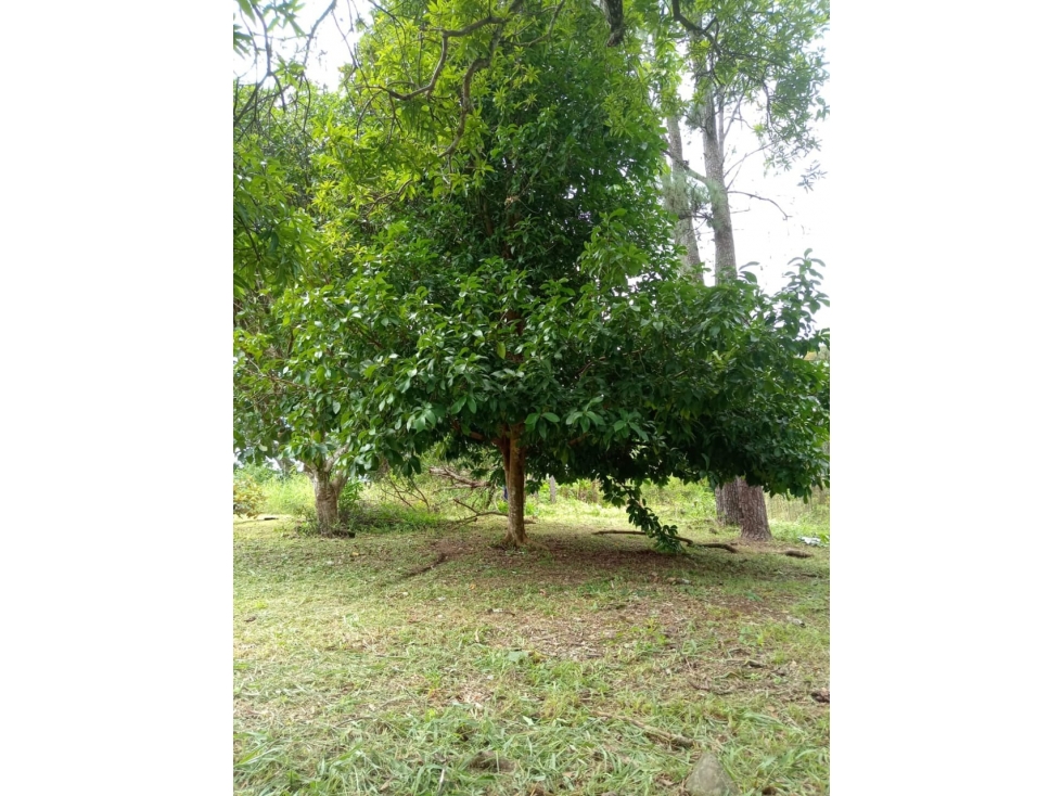 Venta de Terreno en Algarrobos - 4