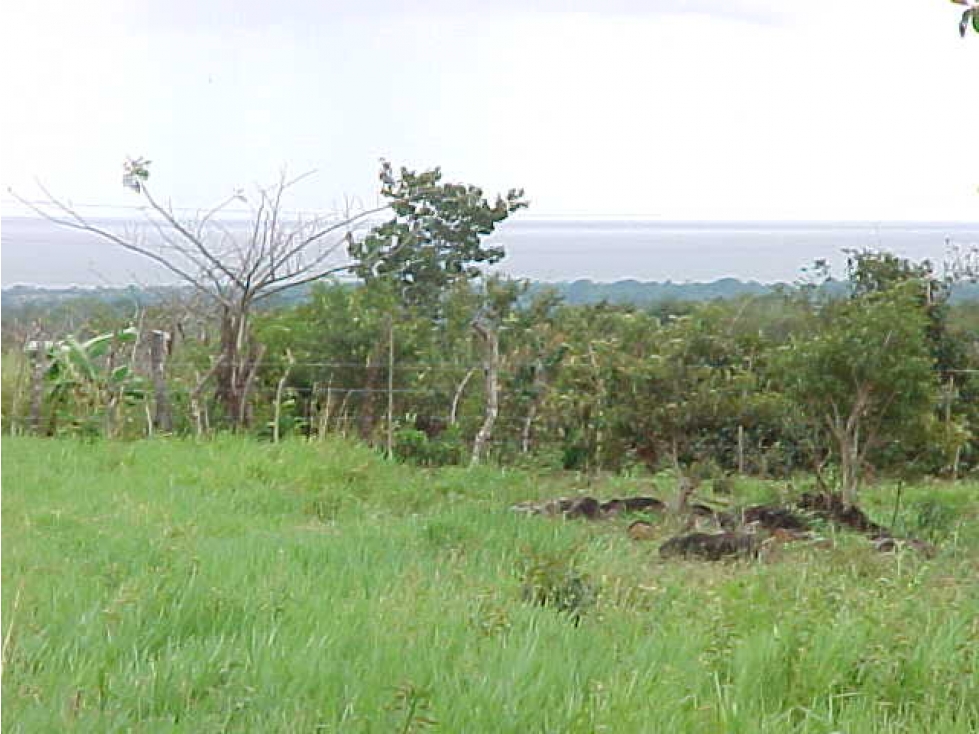 En Venta Finca de 60 Hectáreas en El Espino, San Carlos-Panamá Oeste - 4