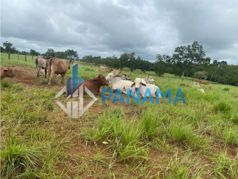 Se Vende Hermosa Finca Ganadera 96 Ha San Lorenzo USD$748,800,00 - 1