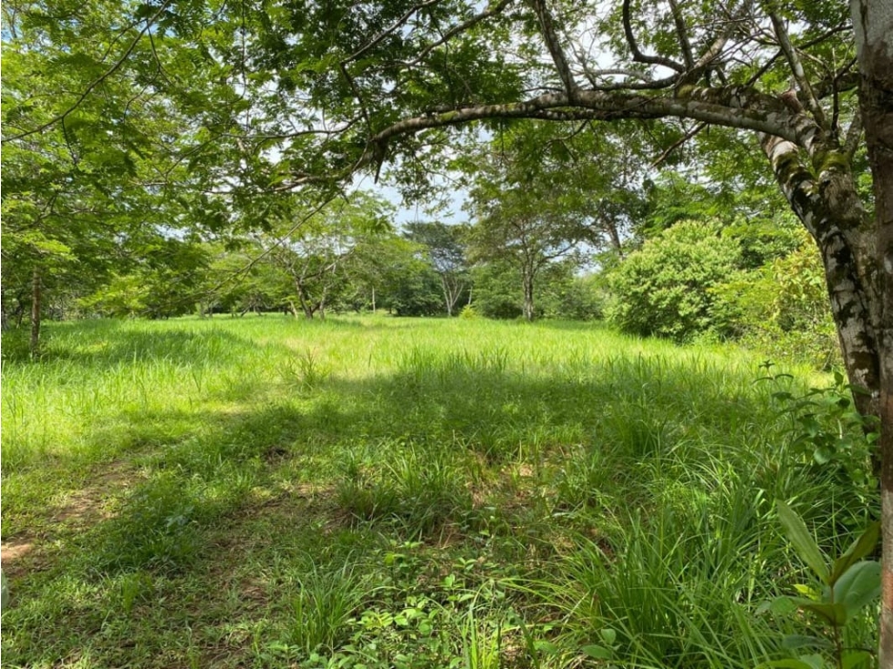 Se Vende Finca Ganadera 73 Ha Chiriquí las lajas a USD$10,000,oo Ha - 5