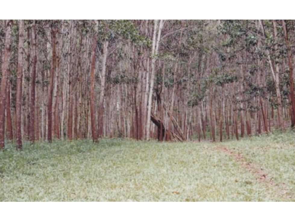 Se Vende Finca Agropecuaria 70 Ha Lago Gatun usd$42,858,oox Ha. - 2