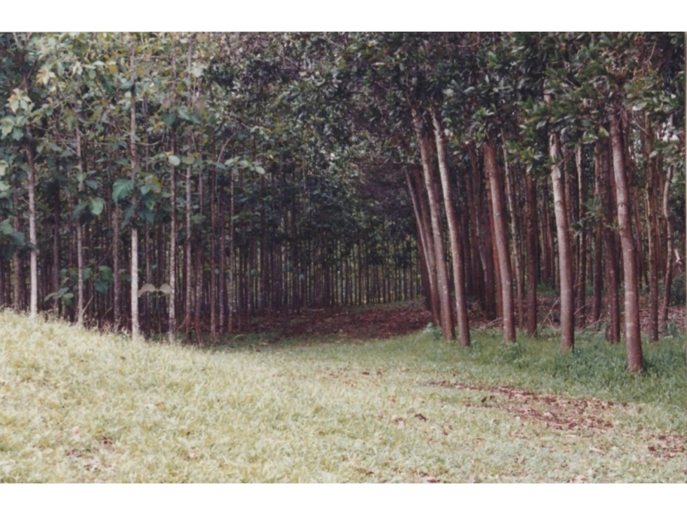 Se Vende Finca Agropecuaria 70 Ha Lago Gatun usd$42,858,oox Ha. - 5