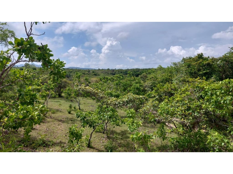 En Venta Finca de 60 Hectáreas en El Espino, San Carlos-Panamá Oeste - 6