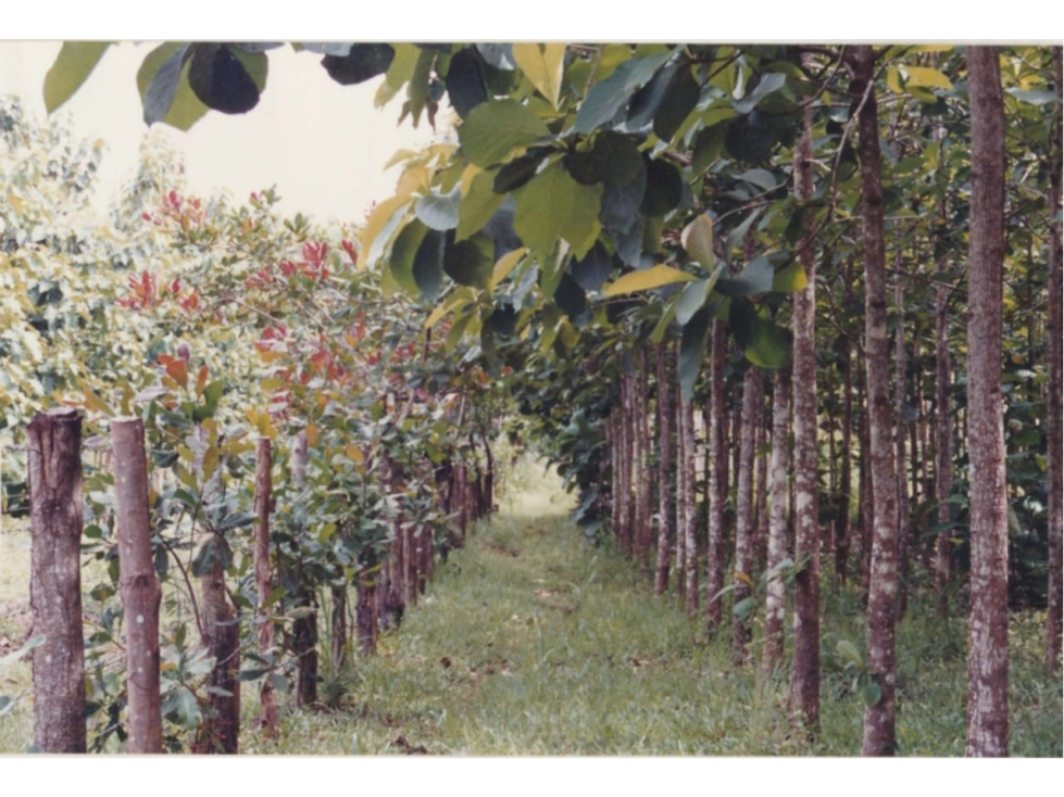Se Vende Finca Agropecuaria 70 Ha Lago Gatun usd$42,858,oox Ha. - 4