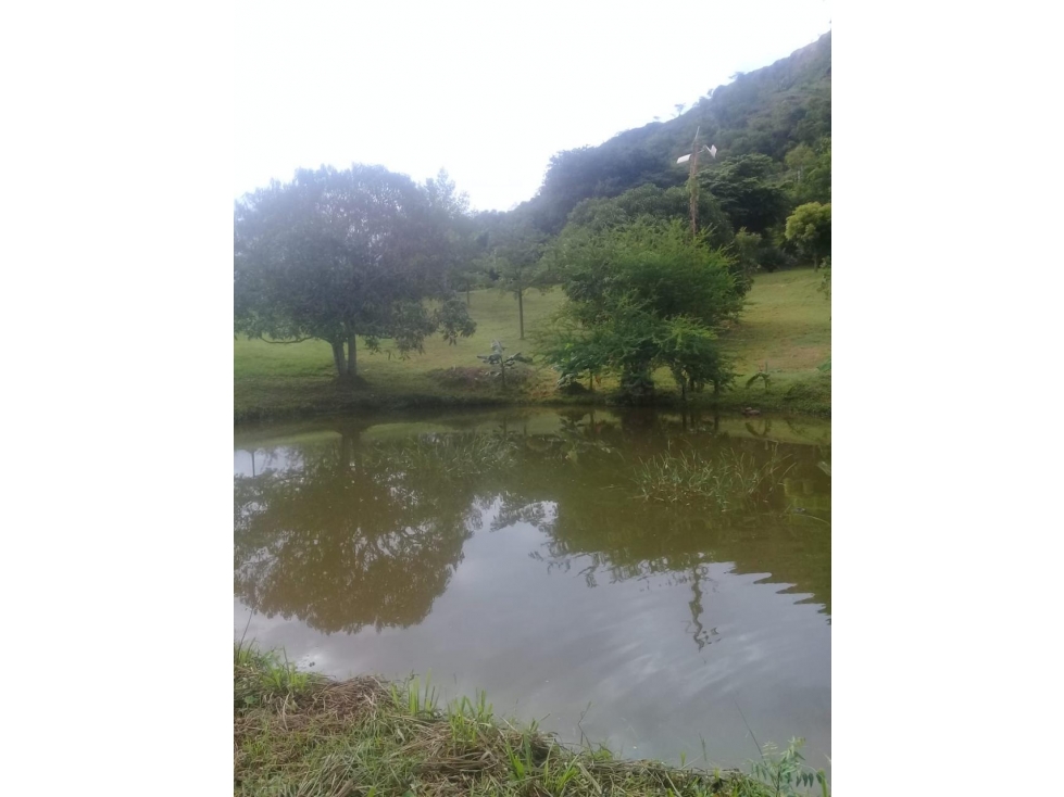 CARMEN DE APICALA- FINCA DE USO MIXTO (AGROPECUARIO Y VIVIENDA) - 2