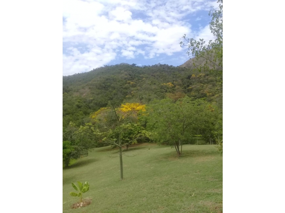 CARMEN DE APICALA- FINCA DE USO MIXTO (AGROPECUARIO Y VIVIENDA) - 3