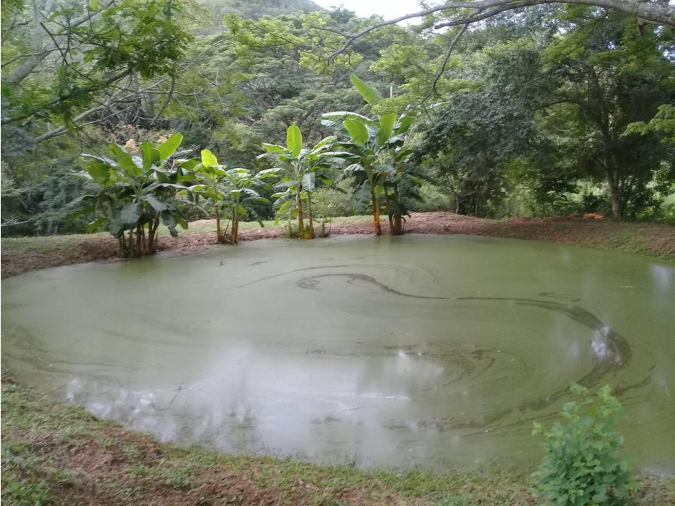 CARMEN DE APICALA- FINCA DE USO MIXTO (AGROPECUARIO Y VIVIENDA) - 5