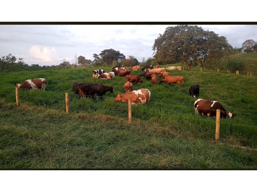 SE VENDE FINCA ENTRE CIRCASIA Y MONTENEGRO VEREDA BARCELONA ALTA - 2