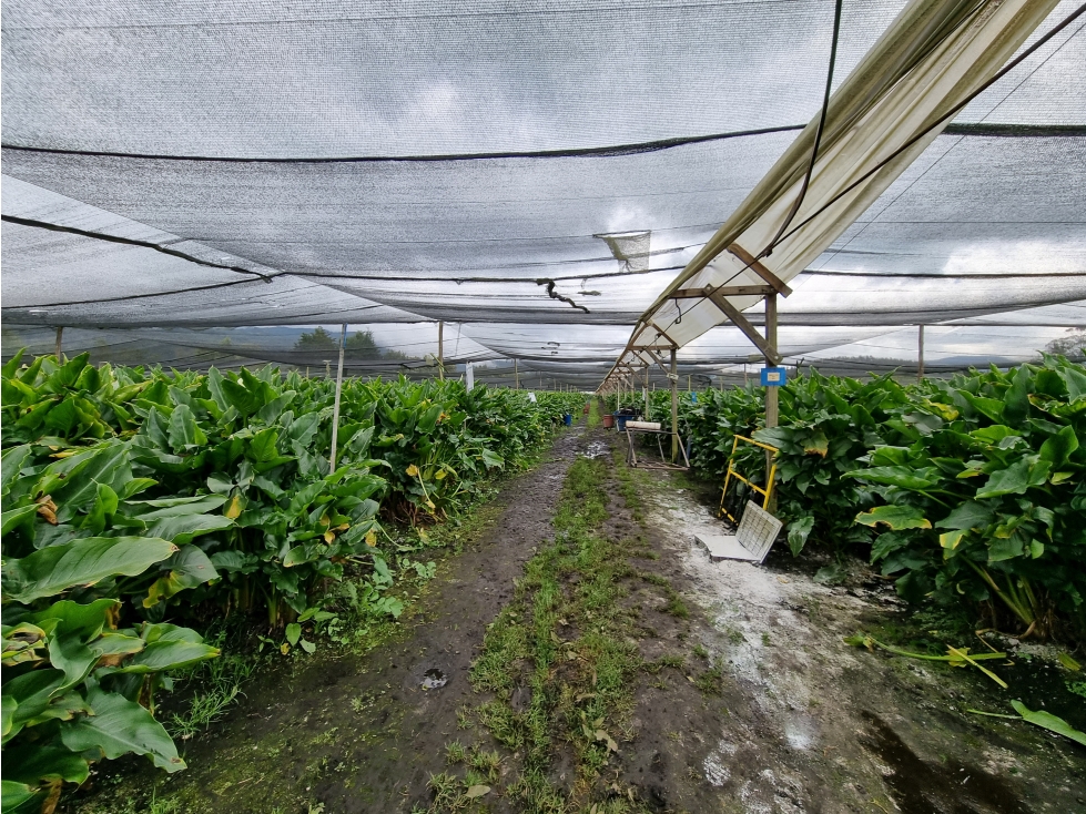 Venta Finca- Facatativá Vereda la Selva - 5