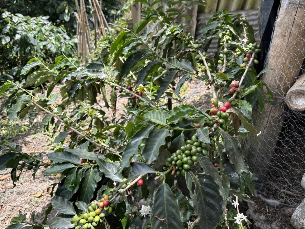 FINCA EN VENTA DE 4000 M2 EN CACHIPAY - 5