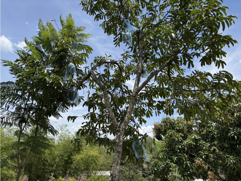 FINCA EN VENTA DE 4000 M2 EN CACHIPAY - 6