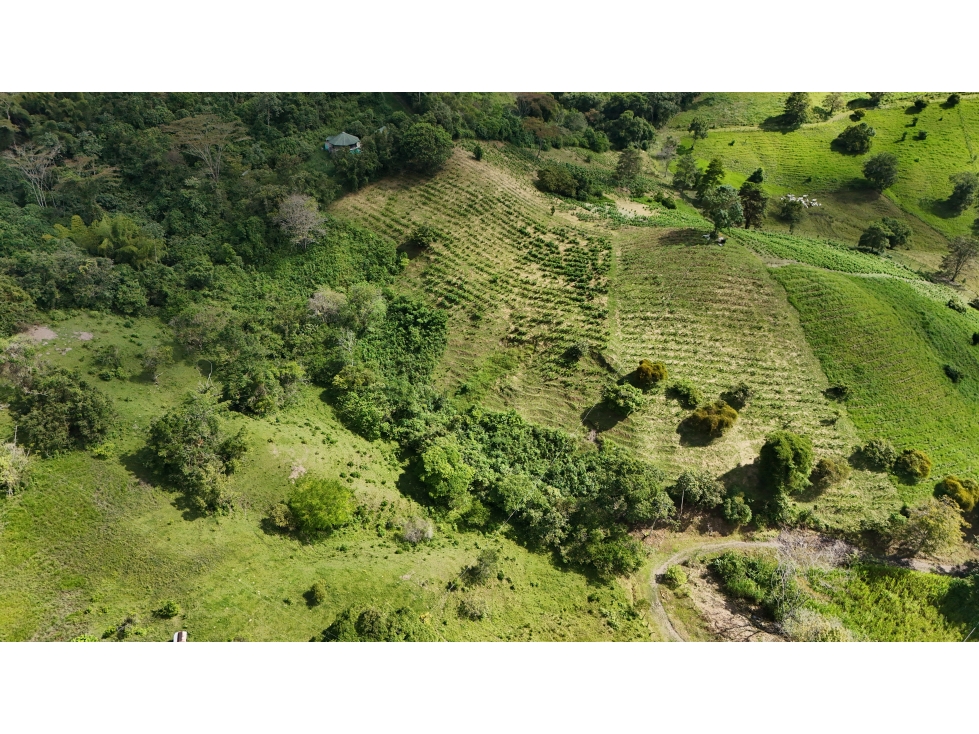 Hacienda Ganadera y Cafetera en venta de 74 Fanegadas - 2