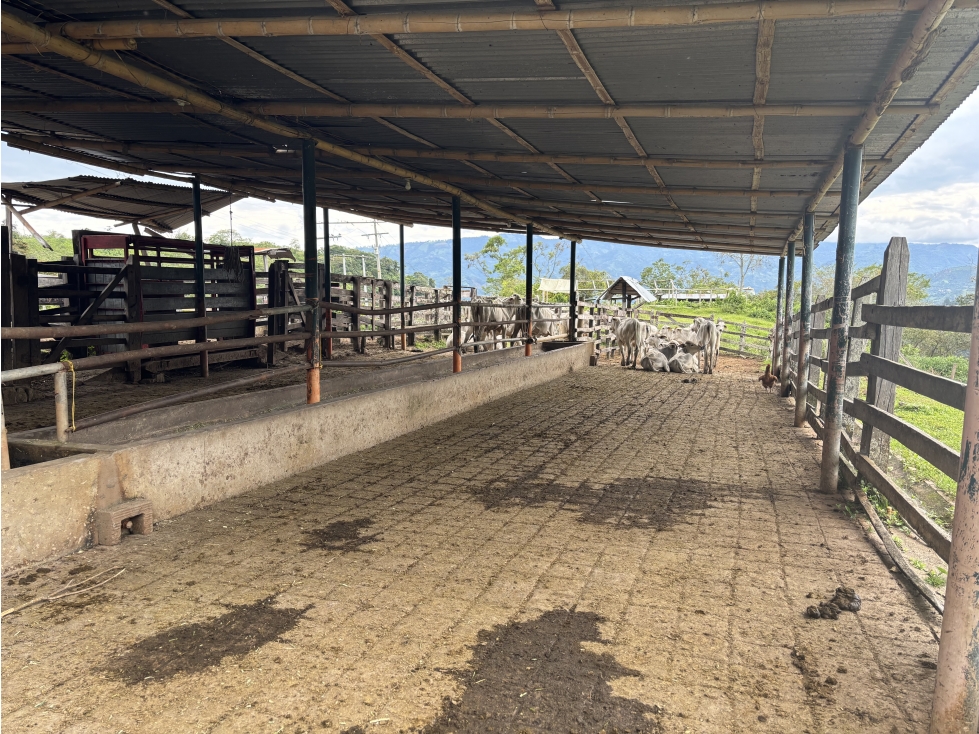 Hacienda Ganadera y Cafetera en venta de 74 Fanegadas - 6