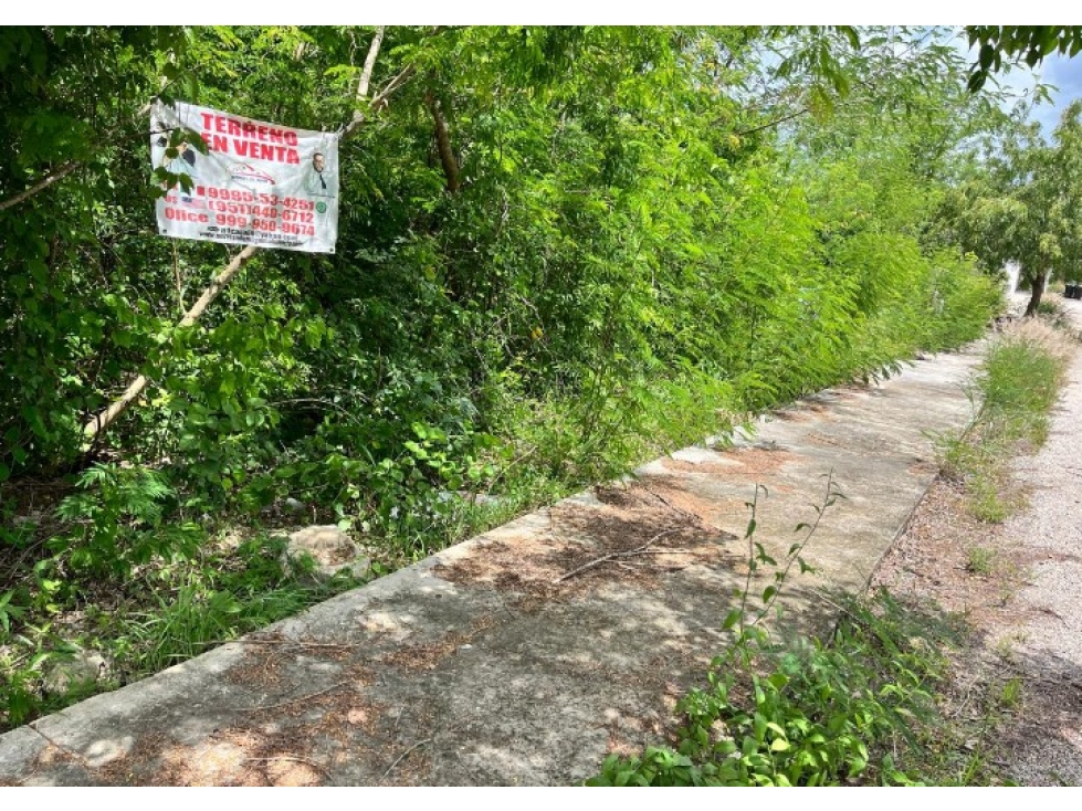 TERRENO EN VENTA EN ALGEA — foto 3