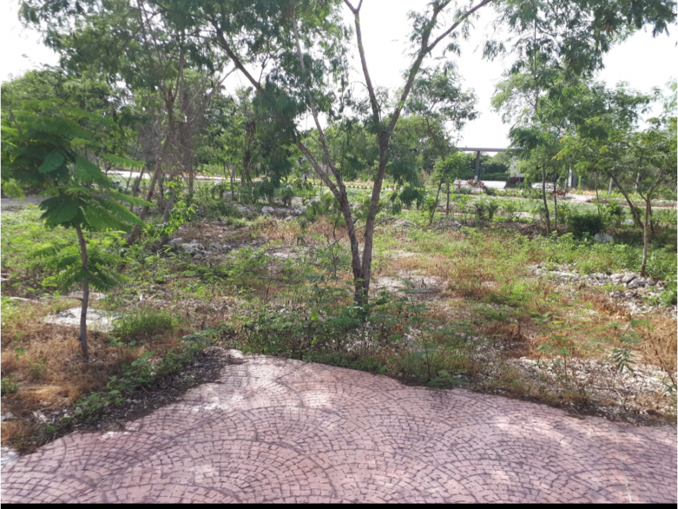 VENTA DE 2 TERRENOS EN ALTOZANO CLUSTER RIO — foto 2