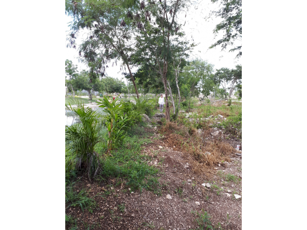 VENTA DE 2 TERRENOS EN ALTOZANO CLUSTER RIO — foto 3