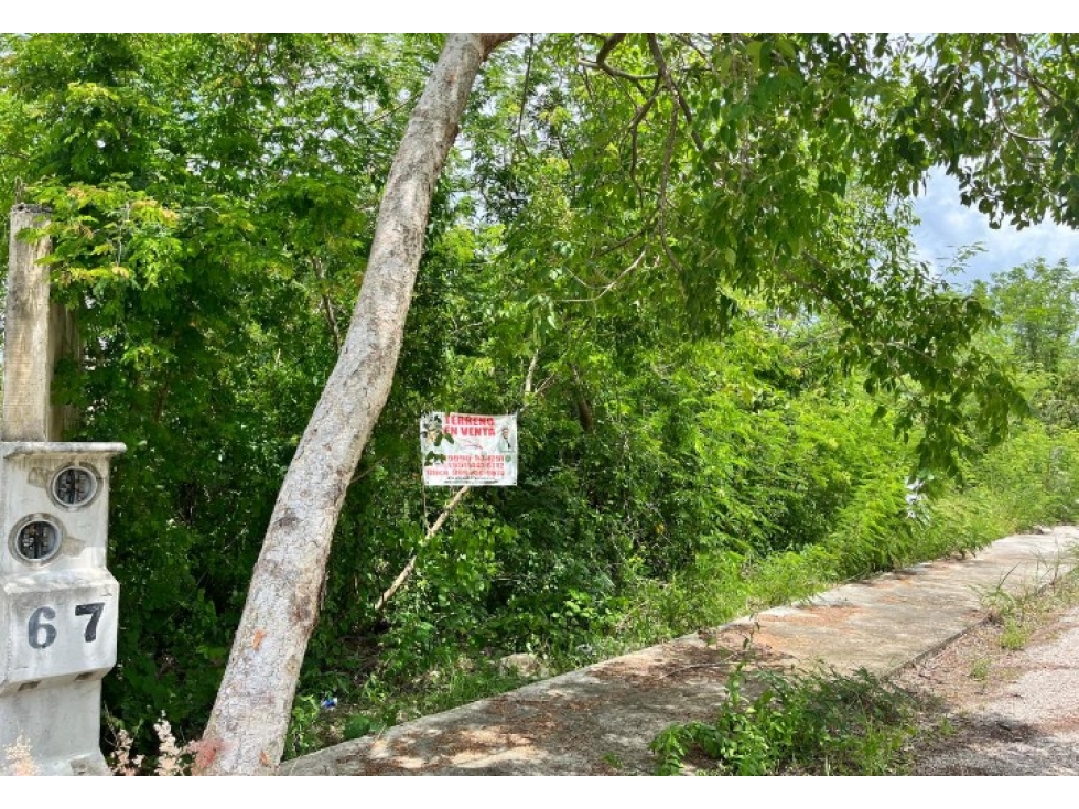 TERRENO EN VENTA EN ALGEA — foto 6