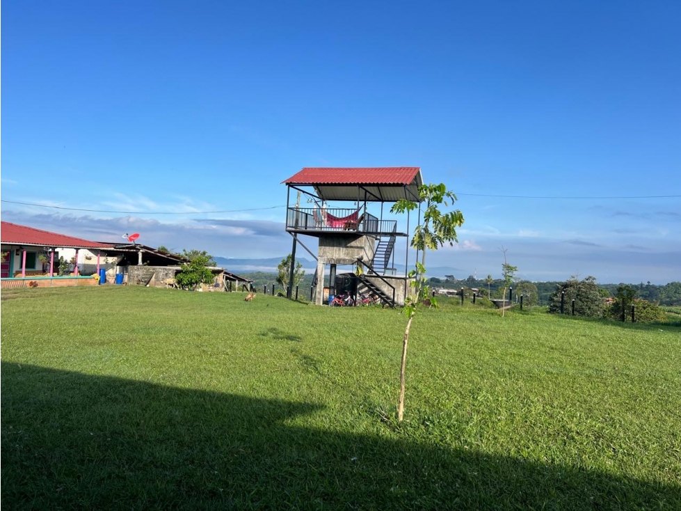 SE VENDE FINCA ENTRE CIRCASIA Y MONTENEGRO VEREDA BARCELONA ALTA - 5