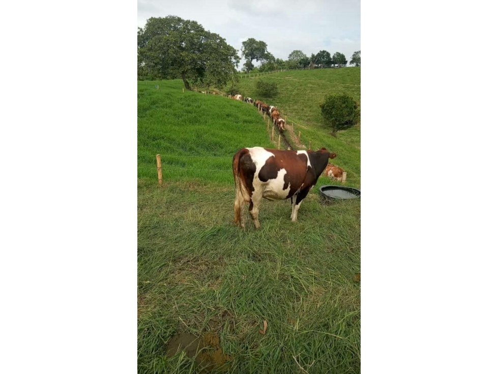 SE VENDE FINCA ENTRE CIRCASIA Y MONTENEGRO VEREDA BARCELONA ALTA - 6