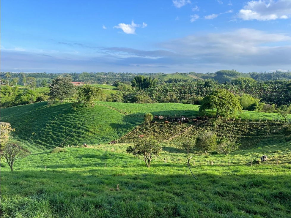 SE VENDE FINCA ENTRE CIRCASIA Y MONTENEGRO VEREDA BARCELONA ALTA - 3