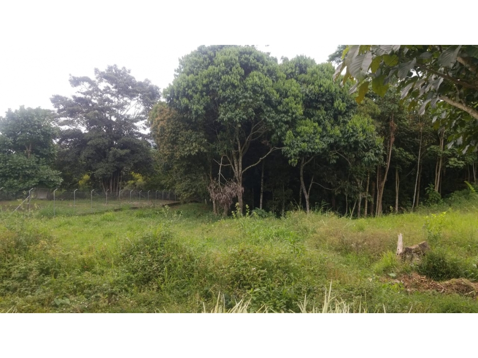 SE VENDE LOTE EN LA VIA CIRCASIA PEREIRA
