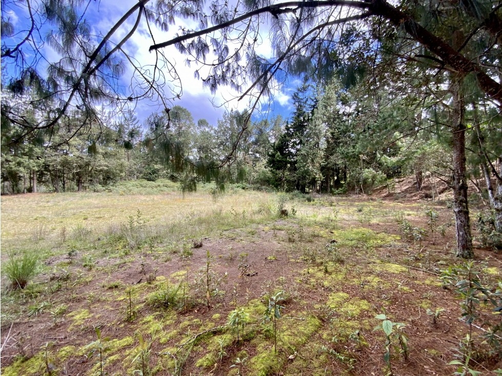 Venta Lote Inmerso en Bosque Parcelacion Alto Palmas