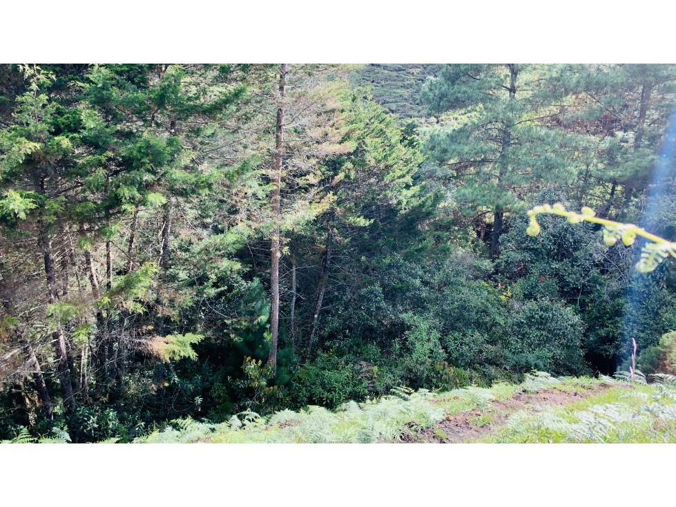 Lote Parcelacion El Retiro Bosque y Quebrada — foto 6