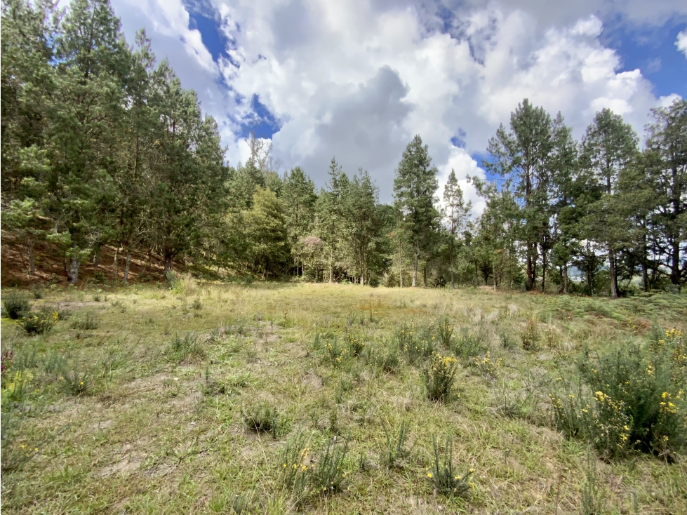 Venta Lote Inmerso en Bosque Parcelacion Alto Palmas — foto 2