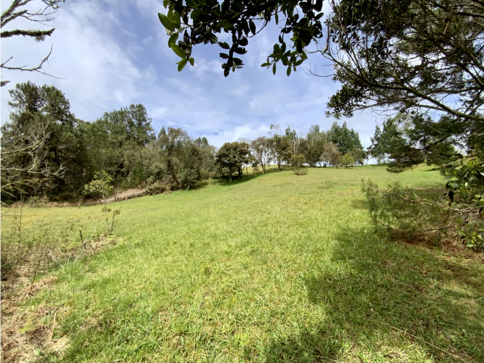 Venta Lote Inmerso en Bosque Parcelacion Alto Palmas — foto 2
