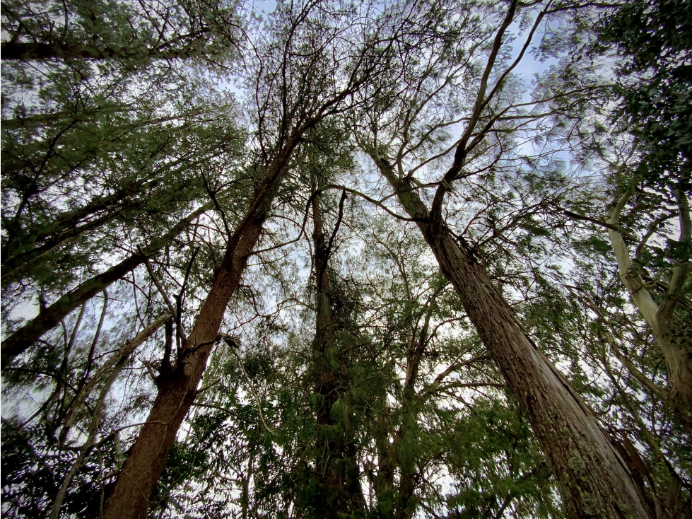 Venta Lote Inmerso Bosque Alta Valorizacion Parcelación La Ceja — foto 2