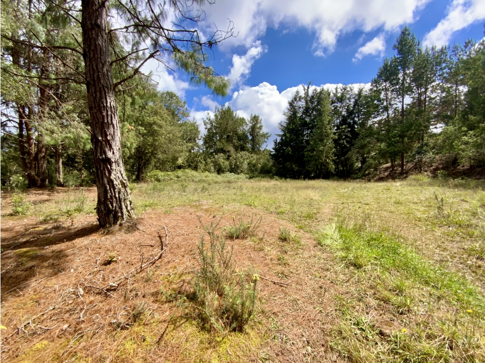 Venta Lote Inmerso en Bosque Parcelacion Alto Palmas — foto 3