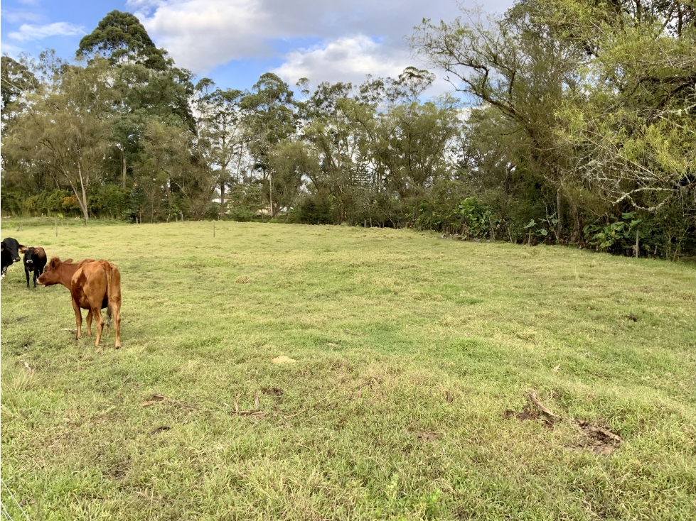 Venta Finca Parcelacion Llanogrande Sector La Amalita — foto 5