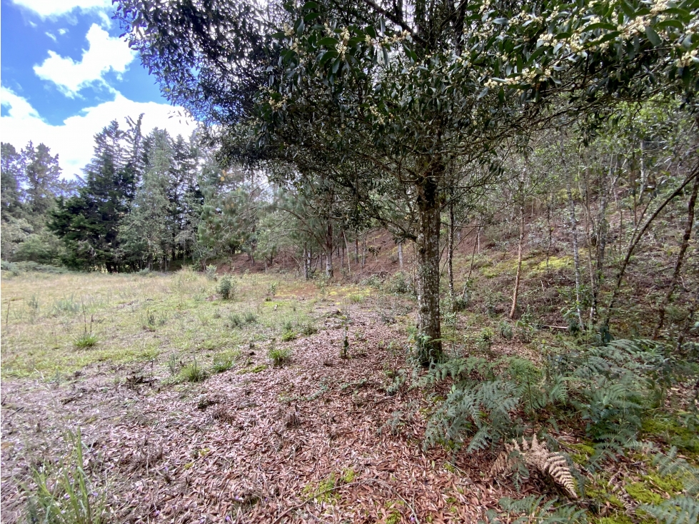 Venta Lote Inmerso en Bosque Parcelacion Alto Palmas — foto 4