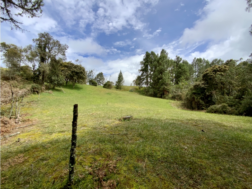 Venta Lote Inmerso en Bosque Parcelacion Alto Palmas — foto 5