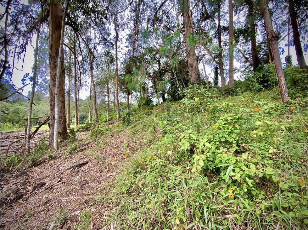 Venta Lote Inmerso Bosque Alta Valorizacion Parcelación La Ceja — foto 4